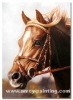 Horse Oil Painting-Horse006