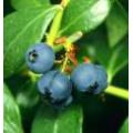 Blueberry anthocyanin