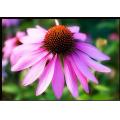 Echinacea Herb P. E