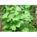 Ginkgo Biloba Leaf  Extract