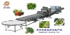 Leaf vegetable continuous washing line