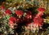 Rhodiola Rosea P.E.