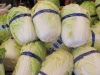 Fresh green chinese cabbage