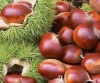 fresh chestnut