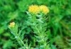 rhodiola rosea extract powder