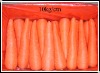 fresh carrot