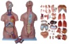 85CM Unisex Torso 40 Parts