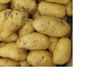 high quality fresh holland potato