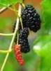 Mulberry Extract(Movus alba L.,Morus nigra) Proanthocyandins 5%-90% /Anthocyandins 5%-25% UV/PHLC