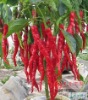 Natural Colour Paprika Red E1%1cm 460nm:50-300