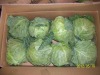 fresh cabbage