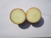 GanSu Yellow Onion