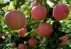 Best red fuji apple/fresh red fruits/organic fuji apples Hot SALE apple