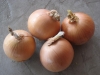 2008 crop onion