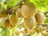 Dried Kiwi Fruit