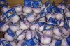 Normal white garlic 4p/bag crop 2012