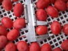 IQF Cherry Tomato, Frozen Cherry Tomato