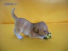 polyresin dog,resinic dog,polyresin animal,polyresin animal statue,dog ornament,polyresin crafts