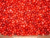 Cranberry Extract  Vaccinium Macrocarpon.25% Proanthocyanidins/Anthocyanidins UV/HPLC