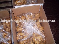 Fresh new crop ginger 10kg carton