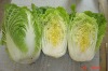 fresh chinese Cabbage