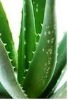 aloe vera pul