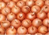 Gansu Yellow Onion