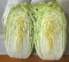 Chinese cabbage