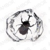 Novelty insect decoration for business gifts