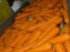 carrot