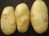 2011 Fresh Potato