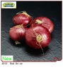 7-10cm 2012 New Season Crop Fresh Shandong red onion