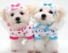 pet clothes