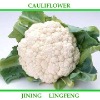 Cauliflower