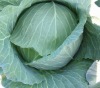 fresh cabbage