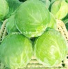 White Fresh Cabbage