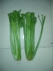 2011good quality & shouguang fresh celery