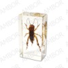 Novelty Promotional Gift/Business Gift,Real Insect Lucite Paperweight