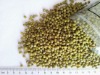 GREEN MUNG BEANS