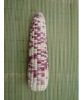 Early mature corn seed ,early hybrids corn seed