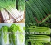 2012 New Fresh Celery