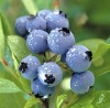 Bilberry Extract(Vaccinium Uliginosum)Proanthocyanidins 5%-70% / Anthocyanidins 5%-25% UV