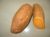 fresh sweet potato