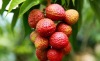 Sweet and small seed litchi