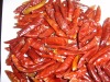 Dried Chaotian Chilli