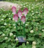 Solar fiber flowers/flower solar light /solar garden light /solar outdoor light