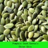 pumpkin seed