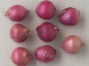 fresh red onion