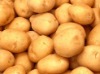 Fresh Chinese potatoes