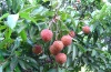 Chinese fresh fruit lichee/lichi/lychee/litchi